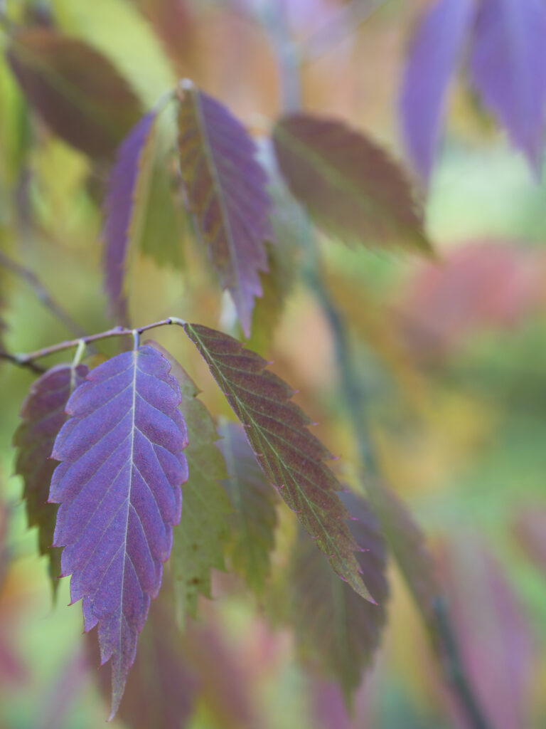 England, County Durham, East Durham College Arboretum.