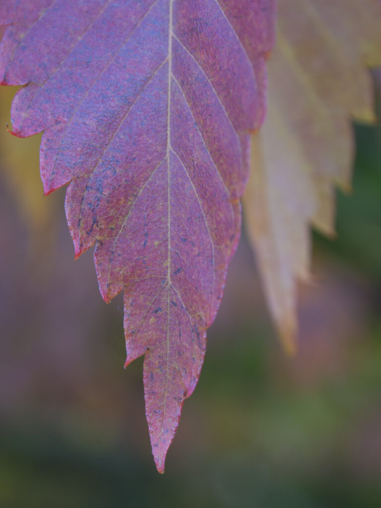 England, County Durham, East Durham College Arboretum.