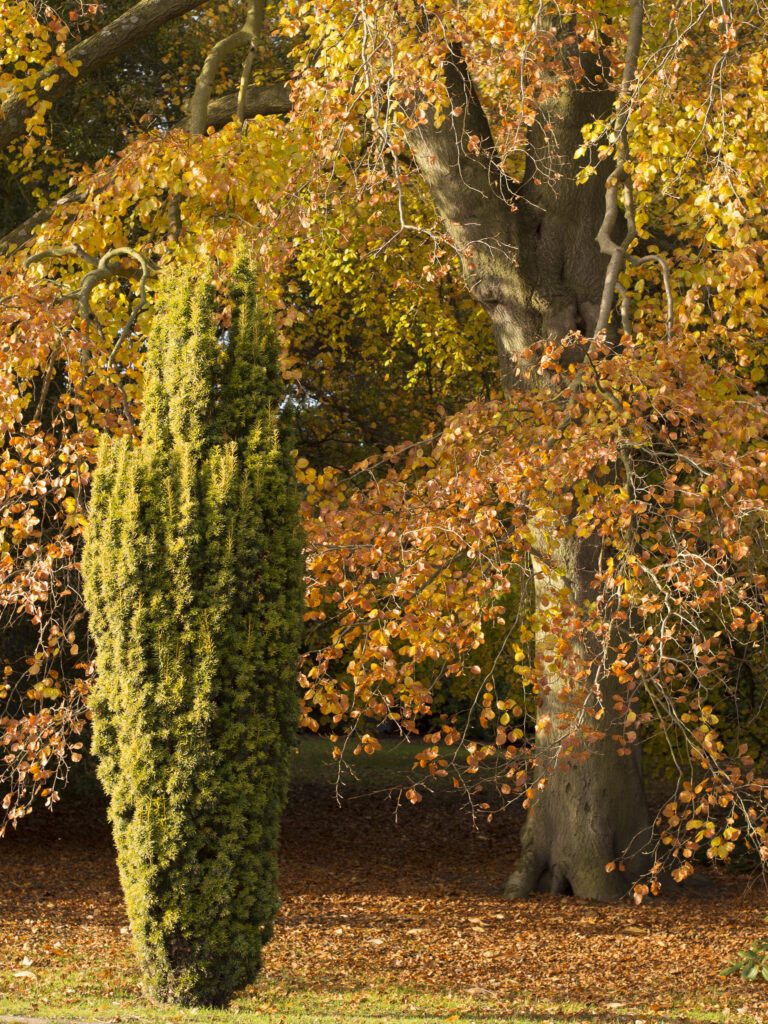 England, Nottinghamshire, Clumber Park.
