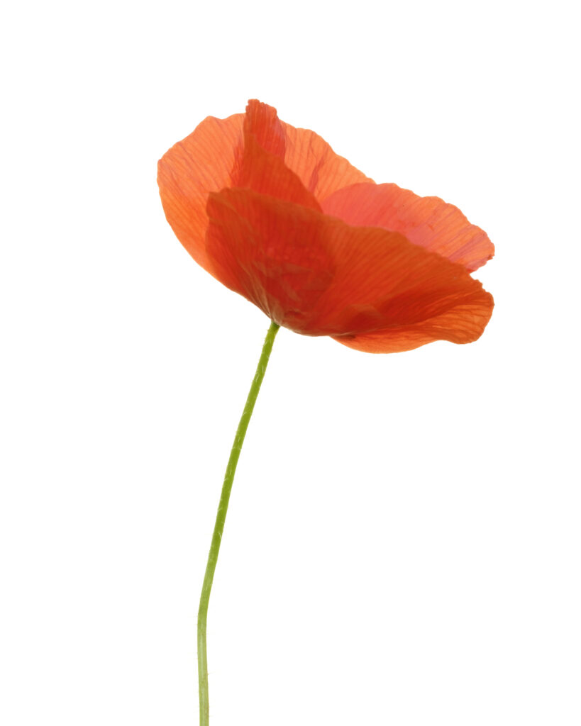 England, Northumberland, Red Field Poppy.