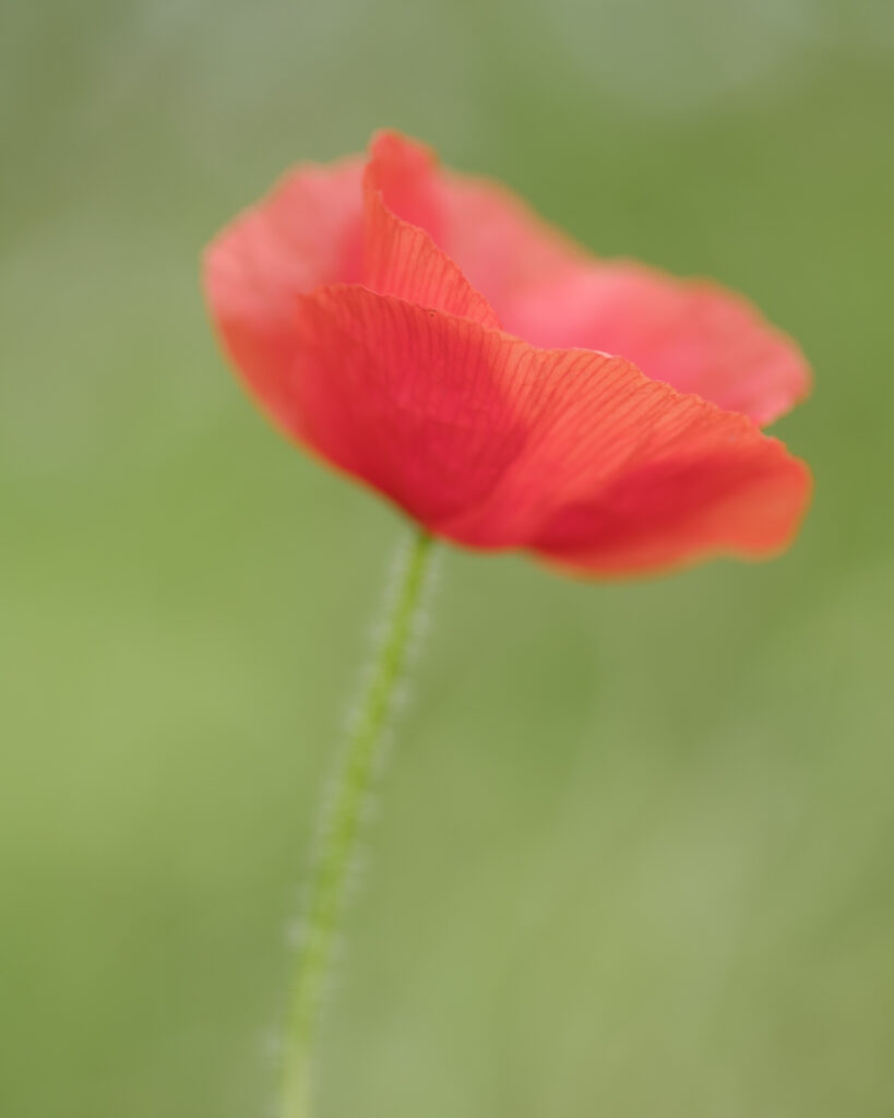England, Northumberland, Red Field Poppy.