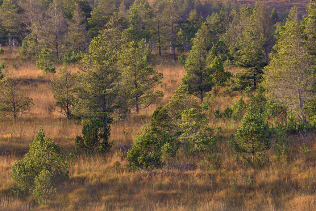 Scotland, The Isle of Lewis, Aline Community Woodland.