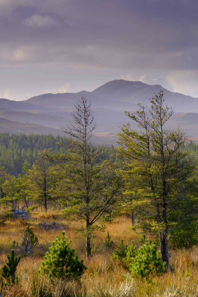 Scotland, The Isle of Lewis, Aline Community Woodland.