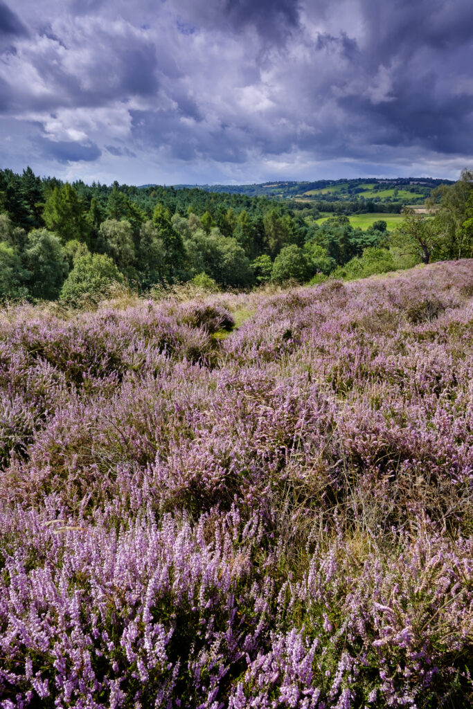 England, Staffordshire / Worcestershire, Kinver Edge.