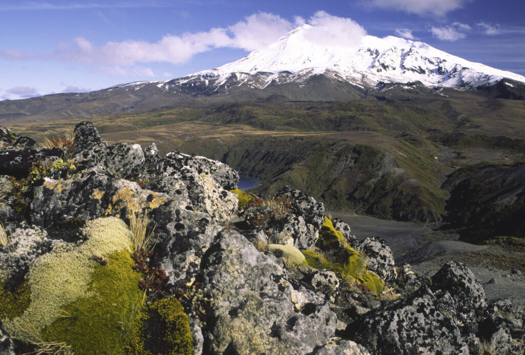 nz1003