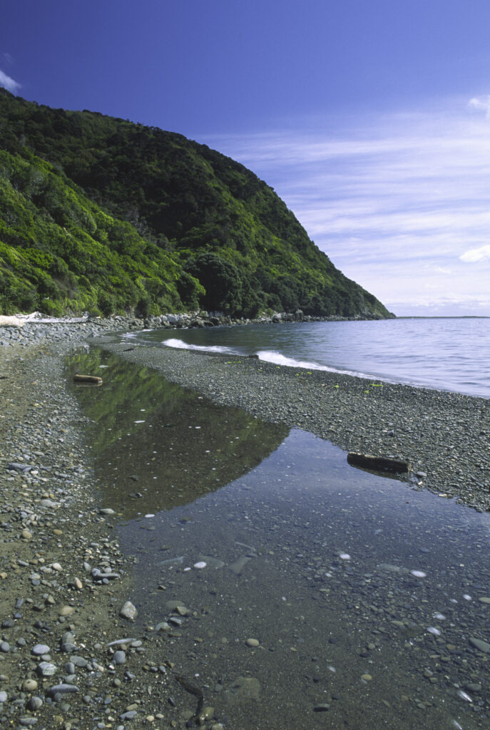 nz704