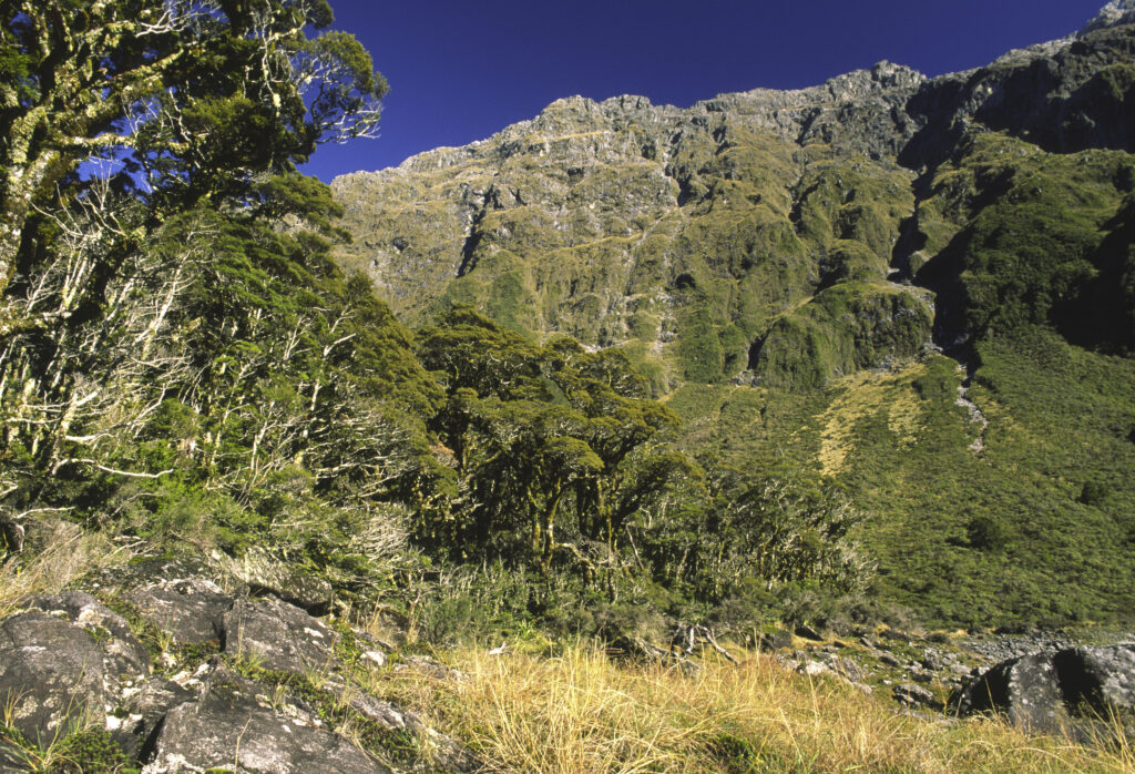 nz902