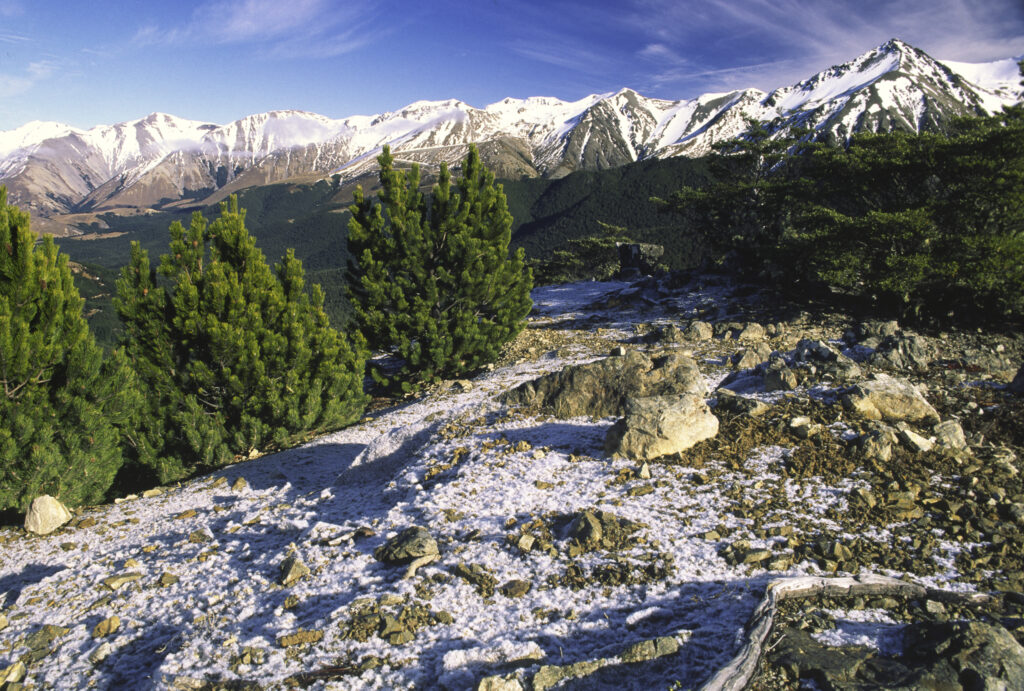 nz906