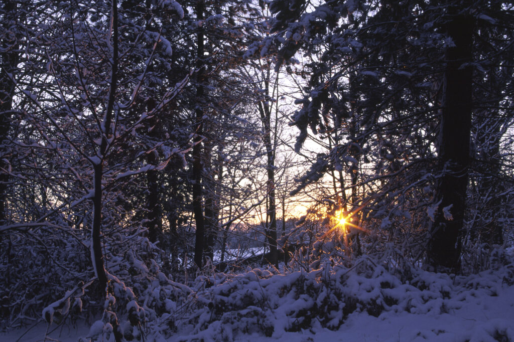 ENGLAND, West Midlands, Baggeridge Country Park.