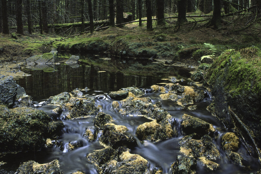 SCOTLAND, Dumfries & Galloway, Galloway Forest Park.