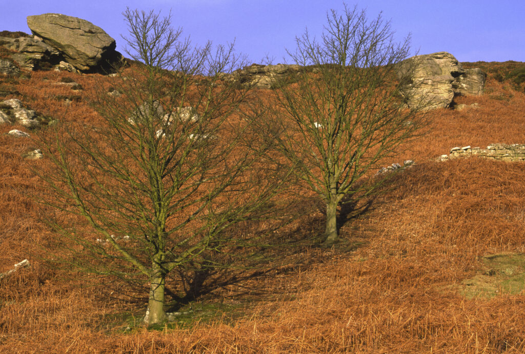 ENGLAND, Northumberland, Rothbury.