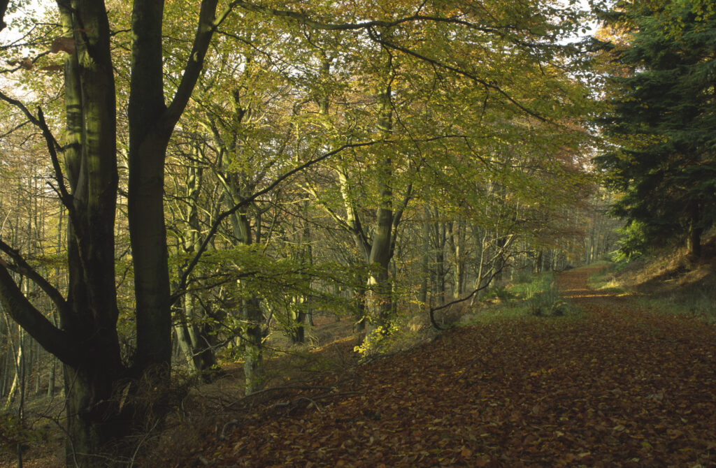 ENGLAND, Northumberland, Rothbury.