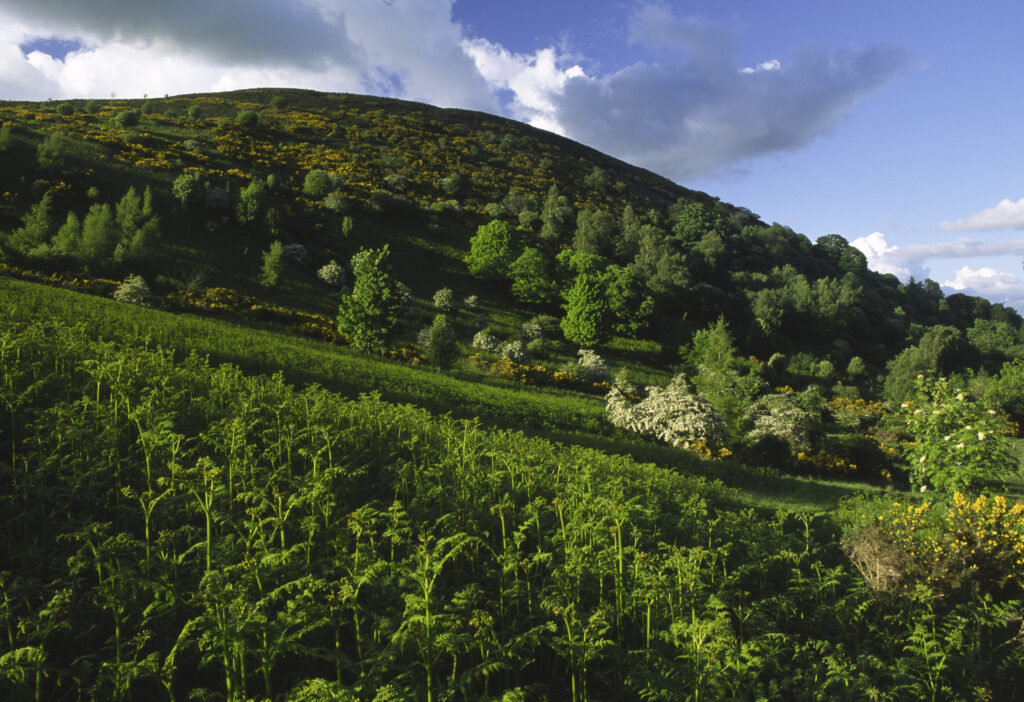 SCOTLAND, Scottish Borders, Eildon Hills.