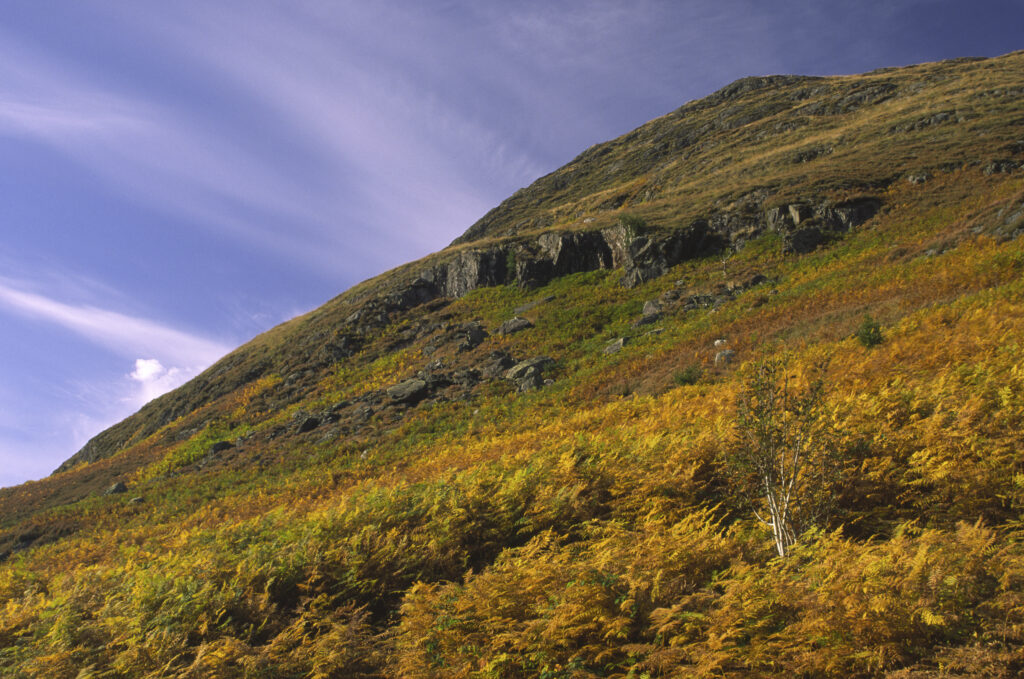 SCOTLAND, Dumfries & Galloway, Galloway Forest Park.