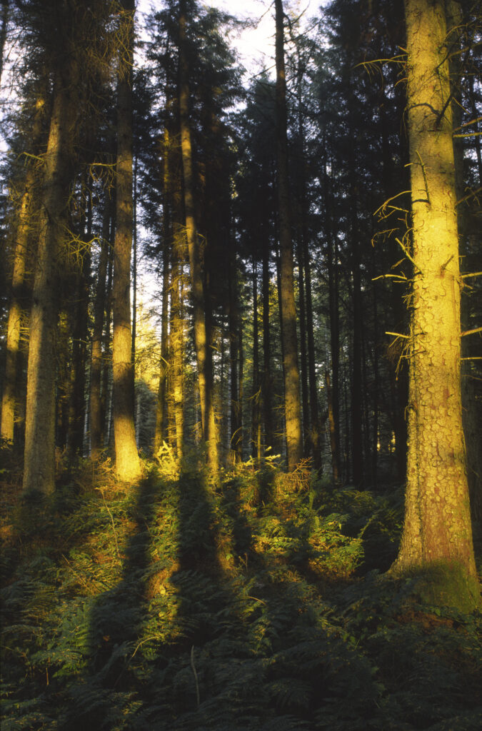 SCOTLAND, Dumfries & Galloway, Galloway Forest Park.
