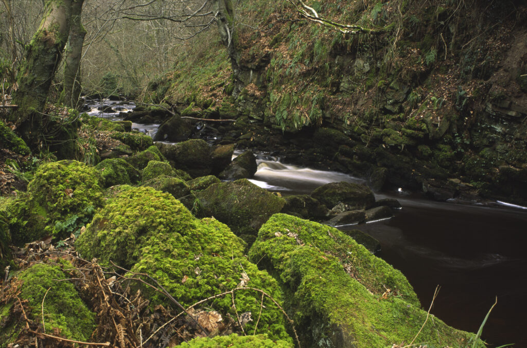ENGLAND, Northumberland, Haltwhistle Burn & Gorge.