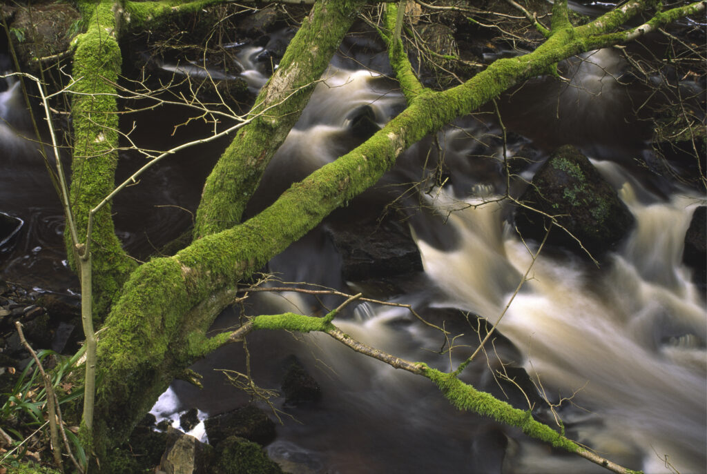 ENGLAND, Northumberland, Haltwhistle Burn & Gorge.