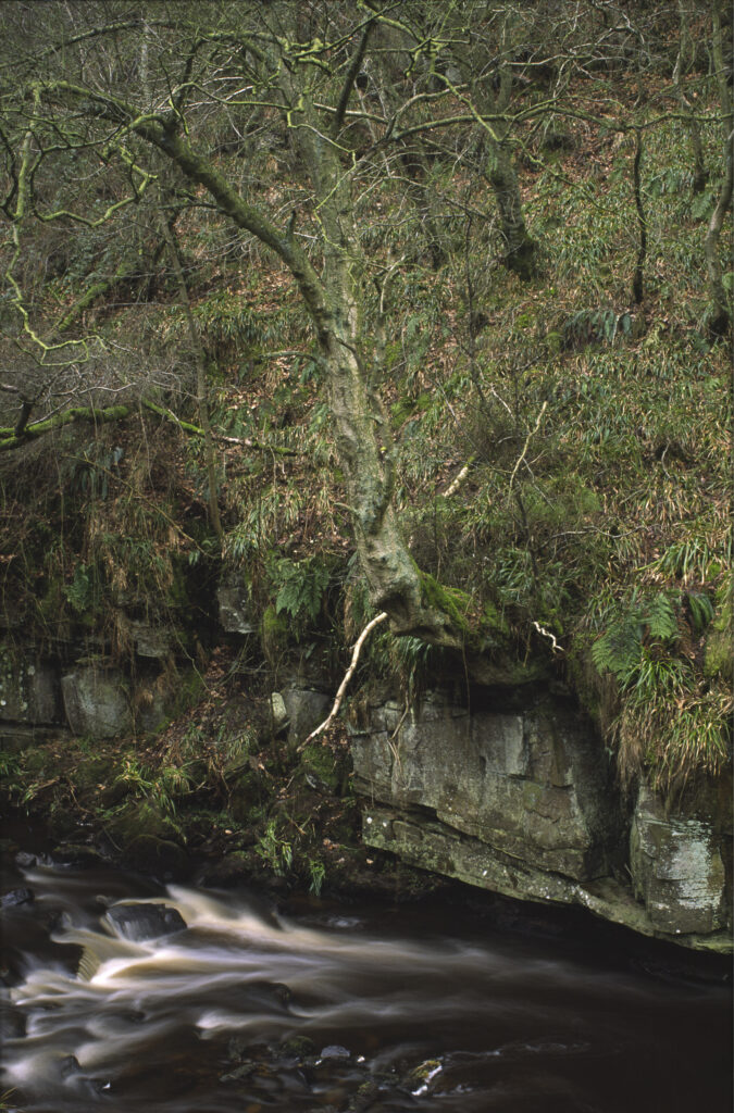 ENGLAND, Northumberland, Haltwhistle Burn & Gorge.