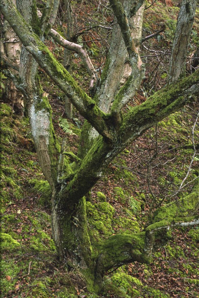 ENGLAND, Northumberland, Haltwhistle Burn & Gorge.