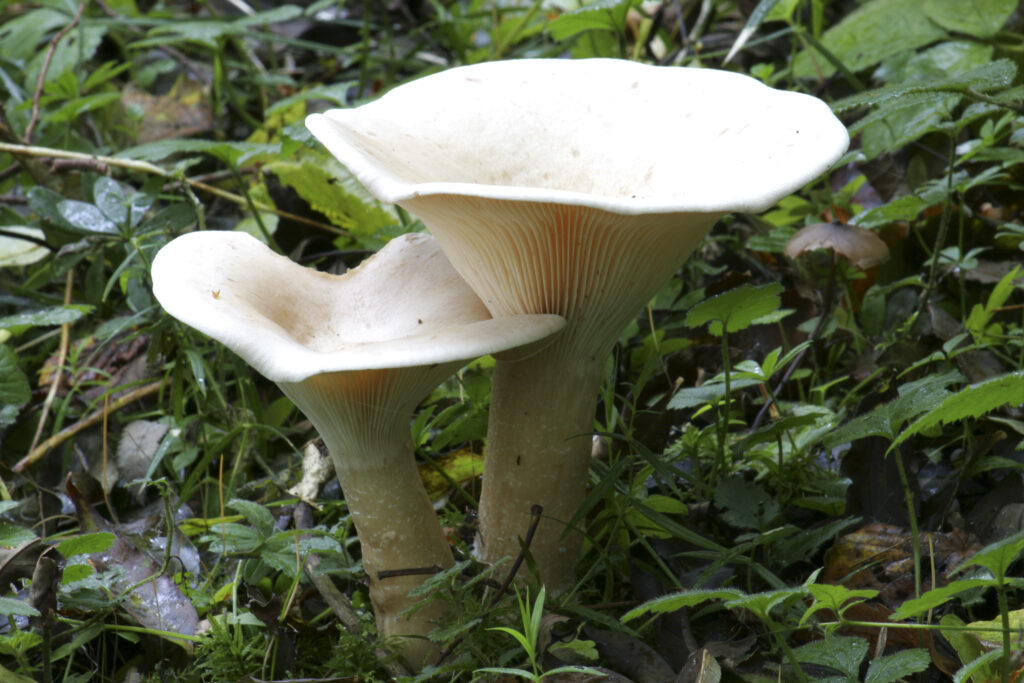uk6509