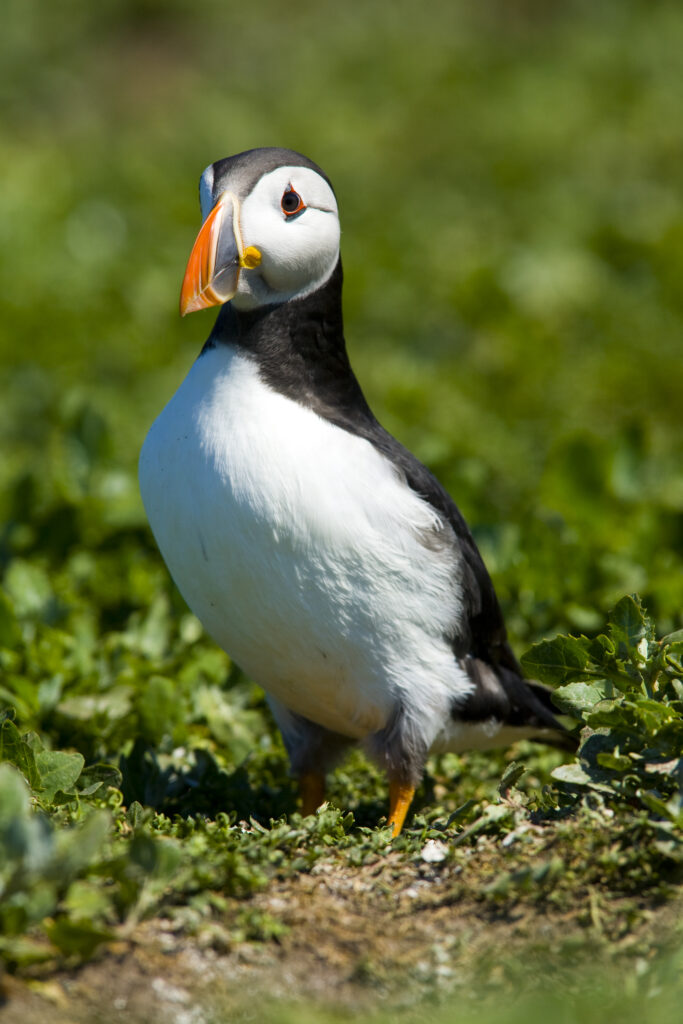 England, Northumberland, Farne Islands.