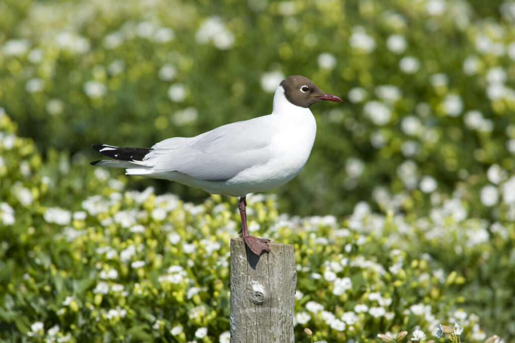 England, Northumberland, Farne Islands.