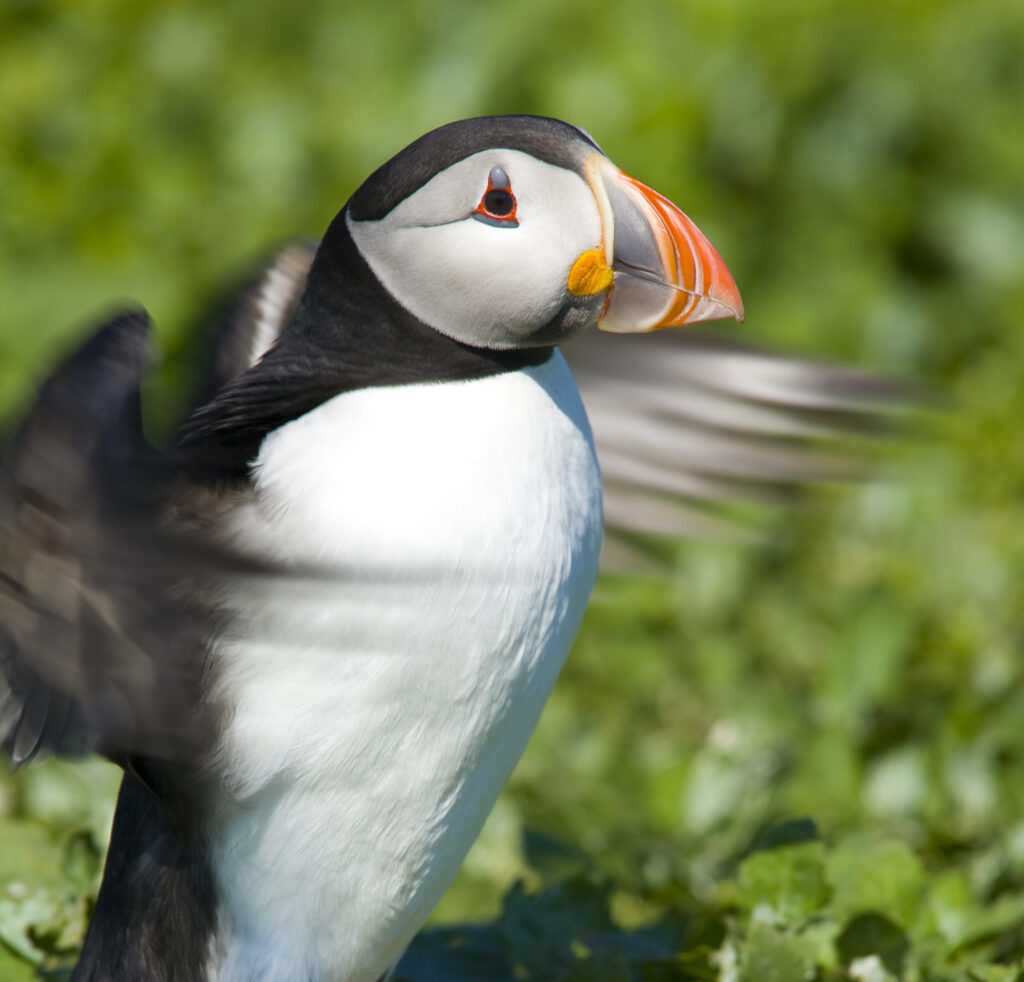 England, Northumberland, Farne Islands.
