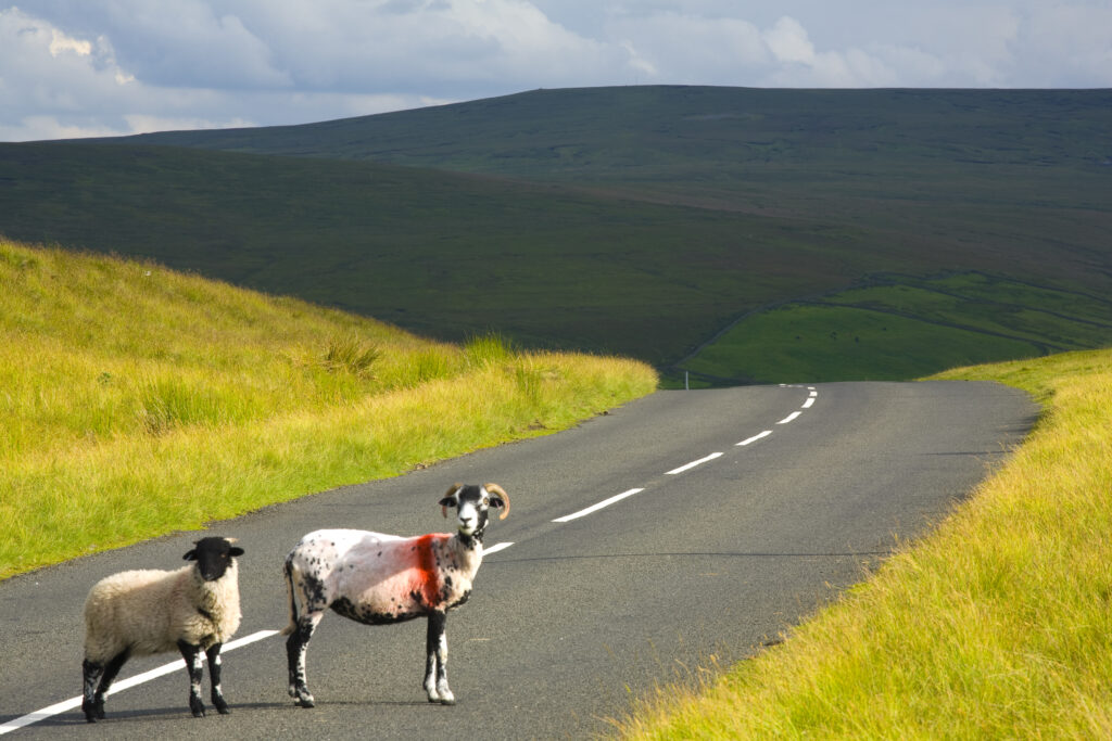 England, Northumberland, North Pennines.