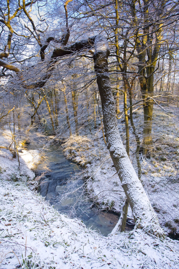 England, Northumberland, Plessey Woods Country Park.