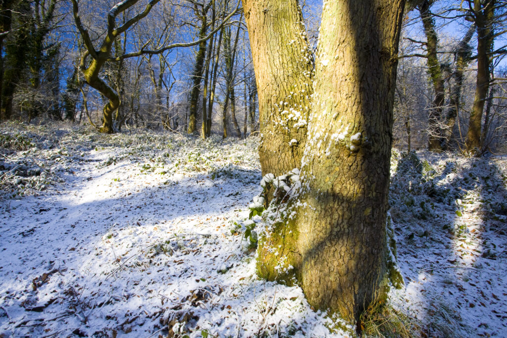 England, Northumberland, Plessey Woods Country Park.