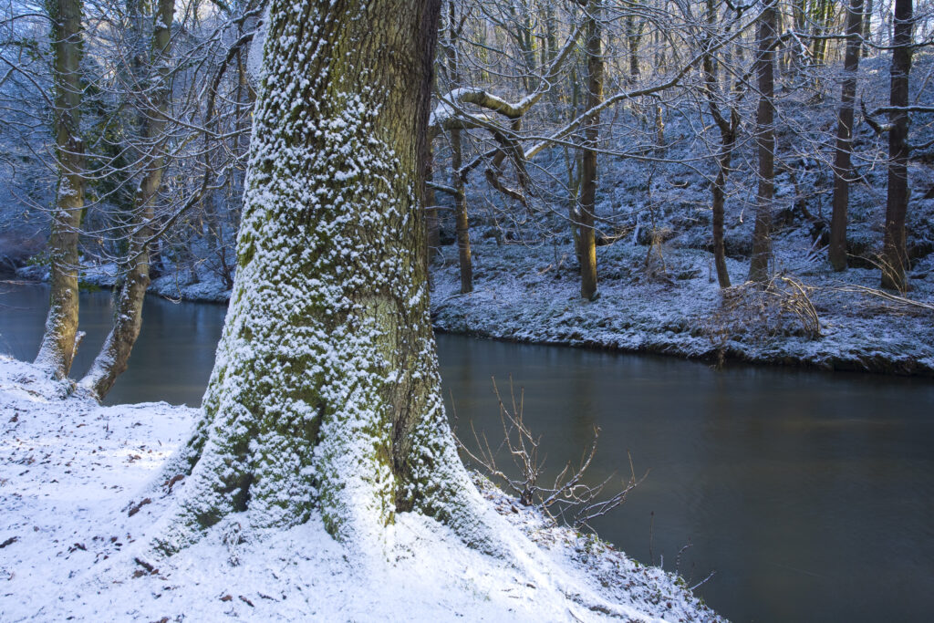 England, Northumberland, Plessey Woods Country Park.