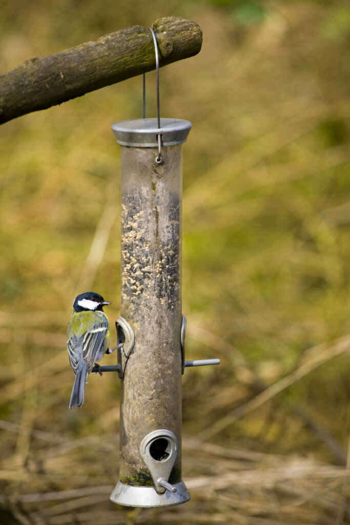England, Northumberland, Bird Feeder.