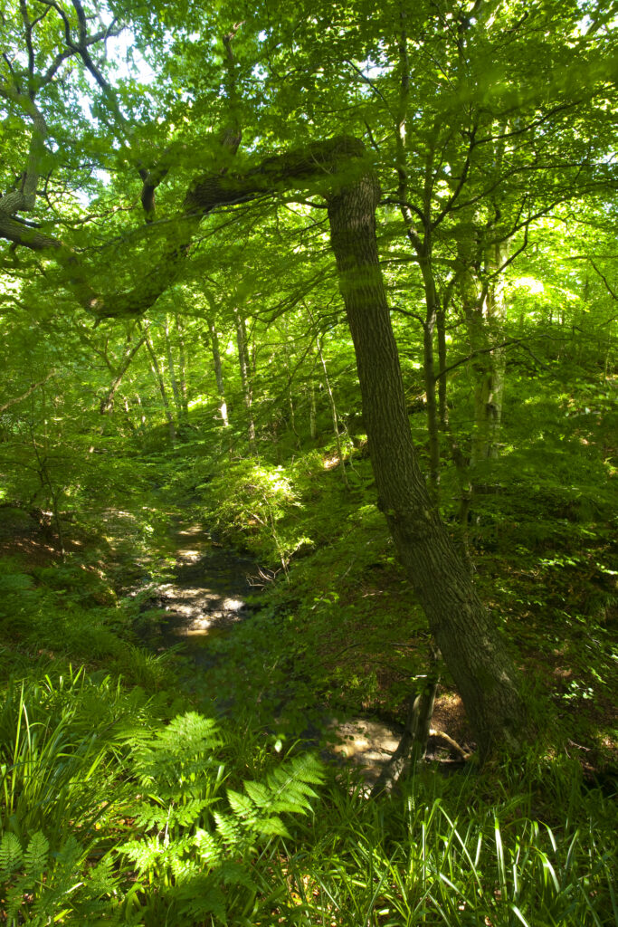 England, Northumberland, Plessey Woods Country Park.