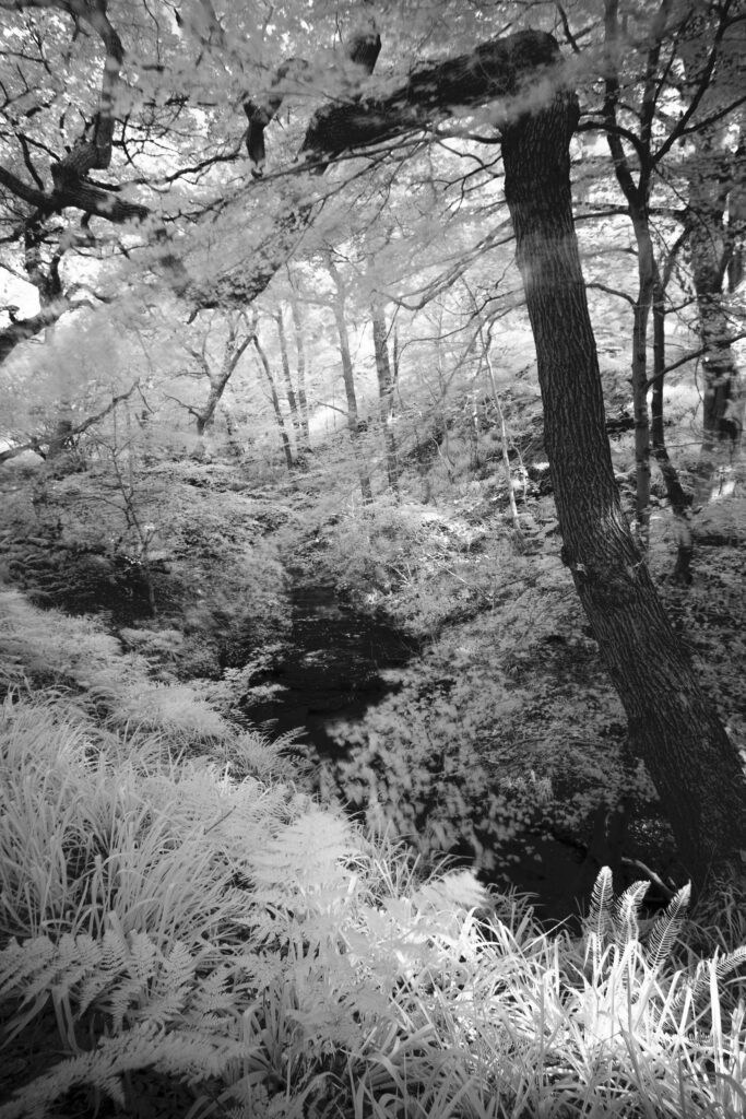 England, Northumberland, Plessey Woods Country Park.