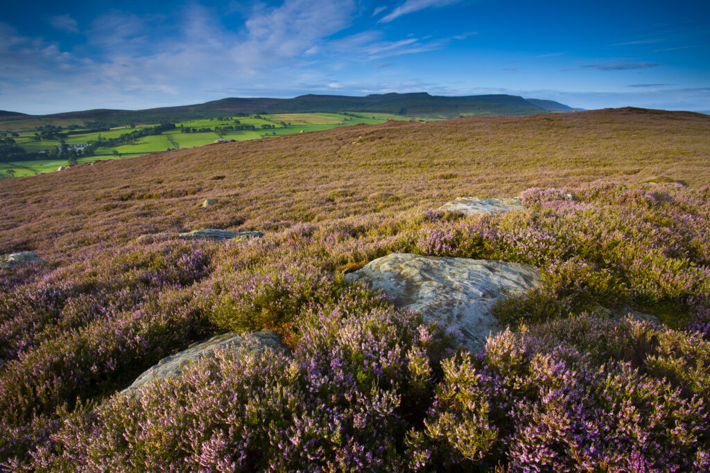 England, Northumberland, Rothbury.