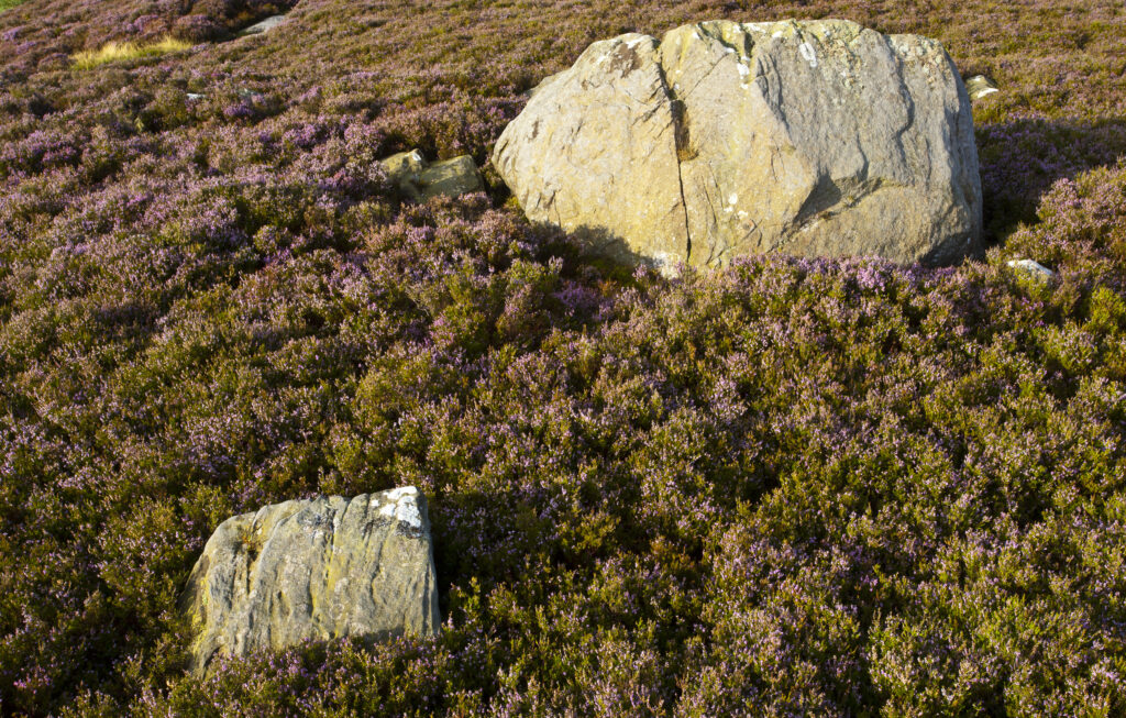England, Northumberland, Rothbury.