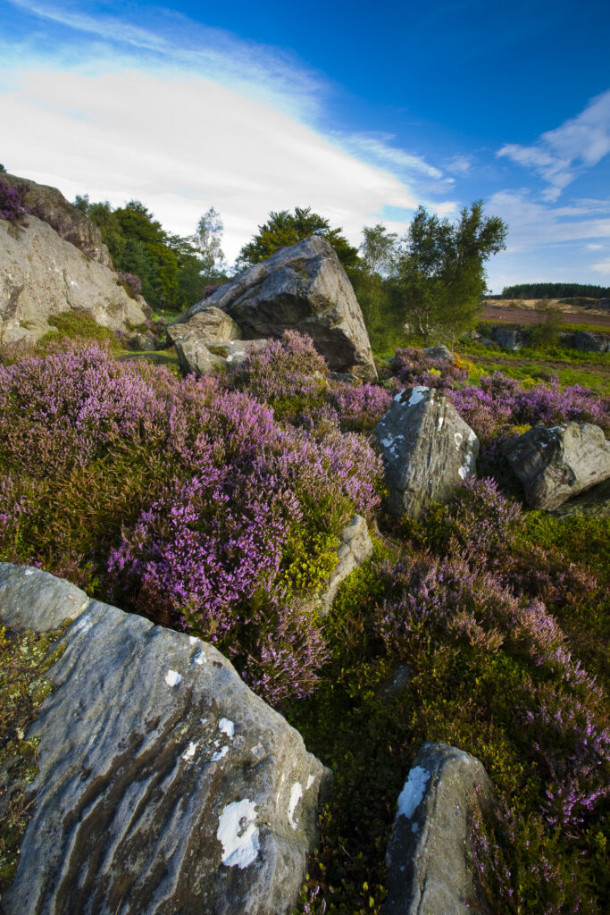 England, Northumberland, Rothbury.