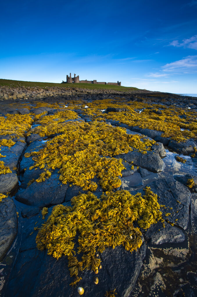England, Northumberland, Dunstanburgh Castle.