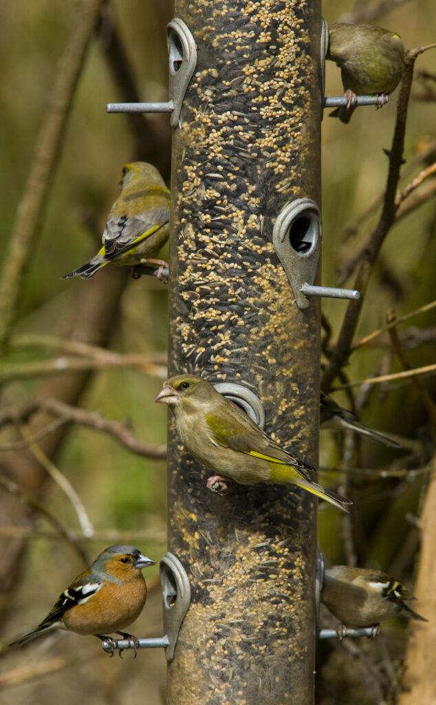 England, Northumberland, Bird Feeder.