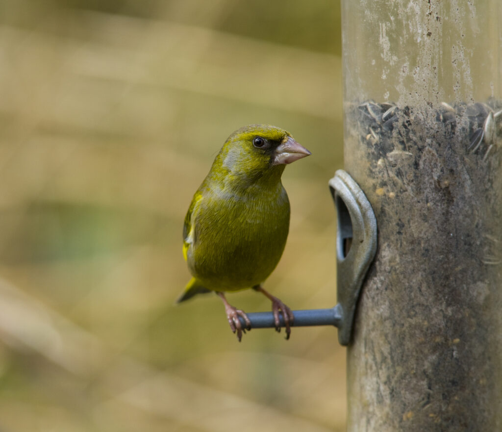 England, Northumberland, Bird Feeder.