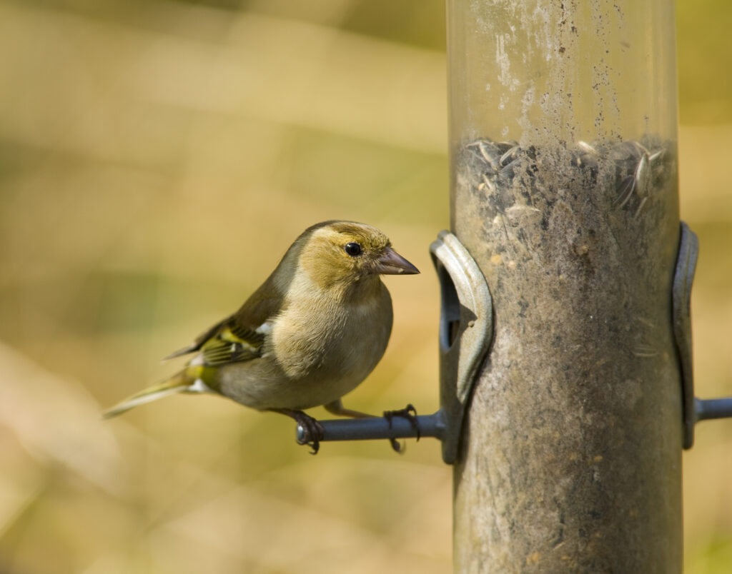 England, Northumberland, Bird Feeder.