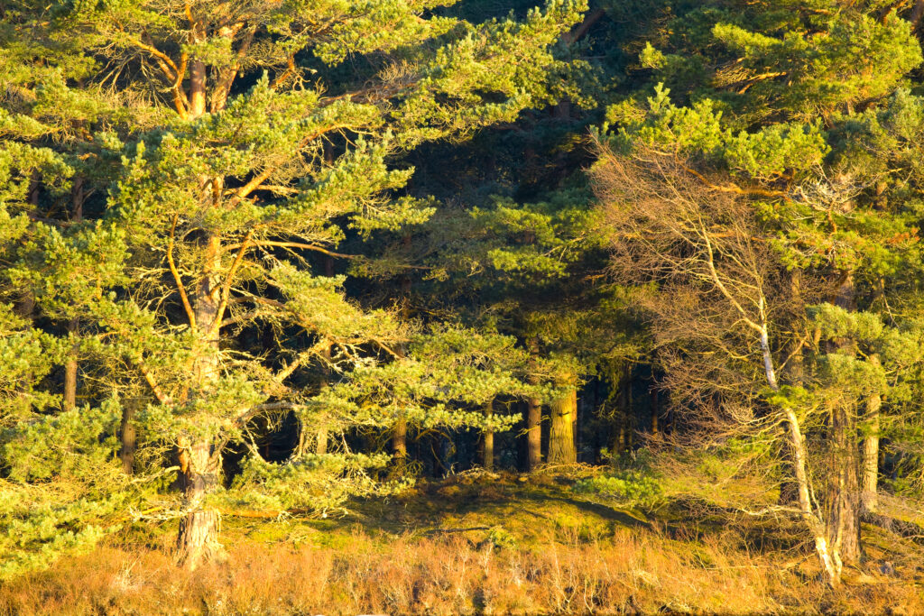 Scotland, Scottish Highlands, Cairngorms National Park.