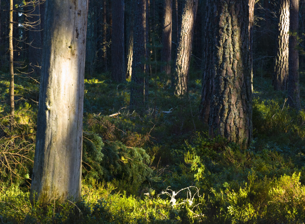 Scotland, Scottish Highlands, Cairngorms National Park.