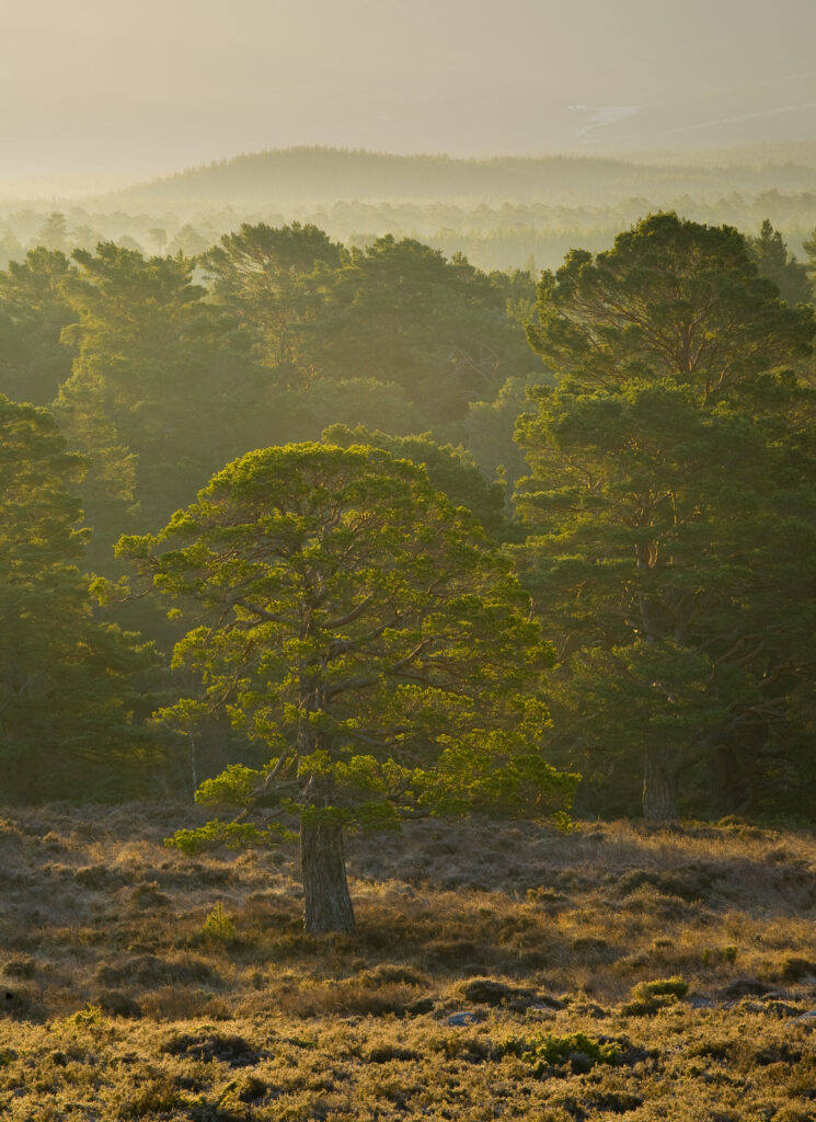 Scotland, Scottish Highlands, Cairngorms National Park.