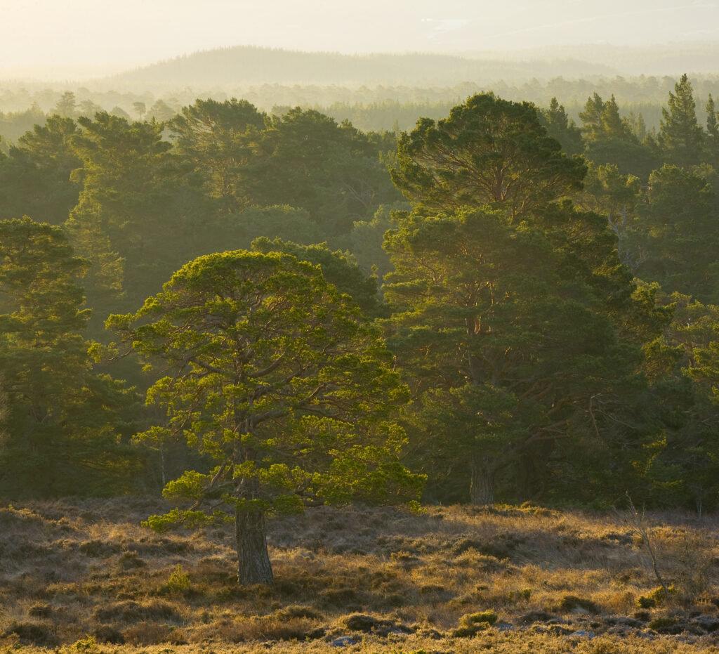 Scotland, Scottish Highlands, Cairngorms National Park.