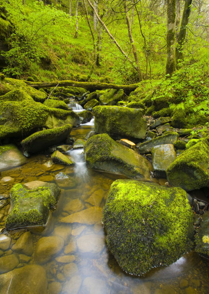 ENGLAND, Northumberland, Briarwood Banks Nature Reserve.