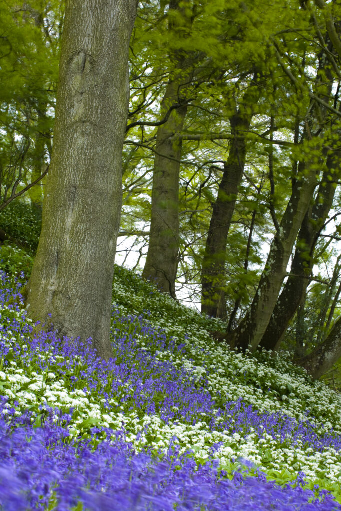 England, Northumberland, Allen Banks.