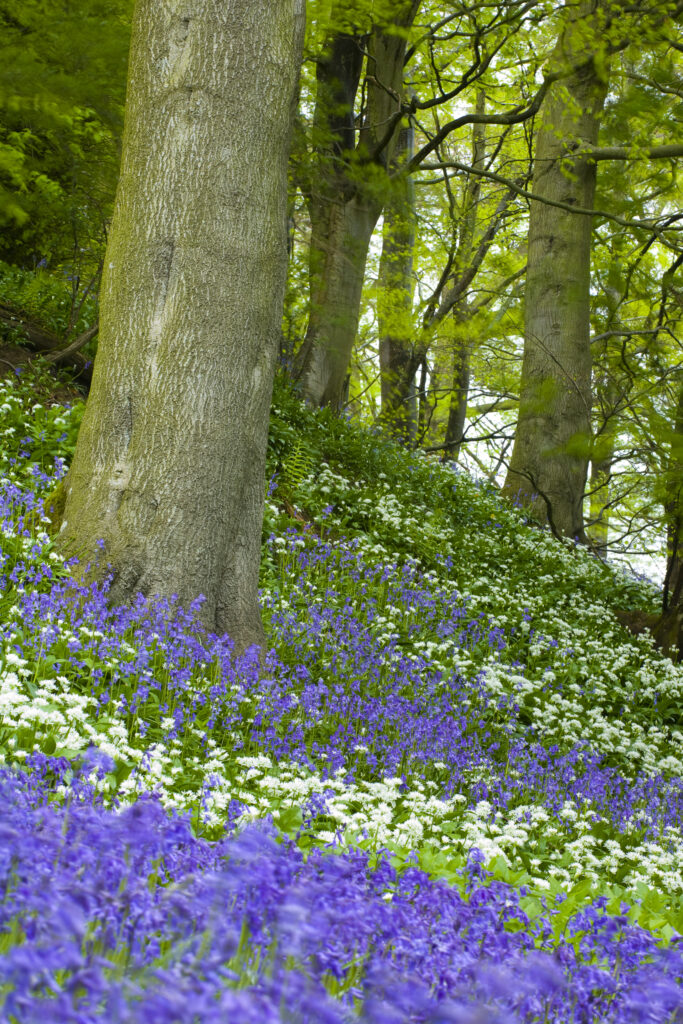 England, Northumberland, Allen Banks.