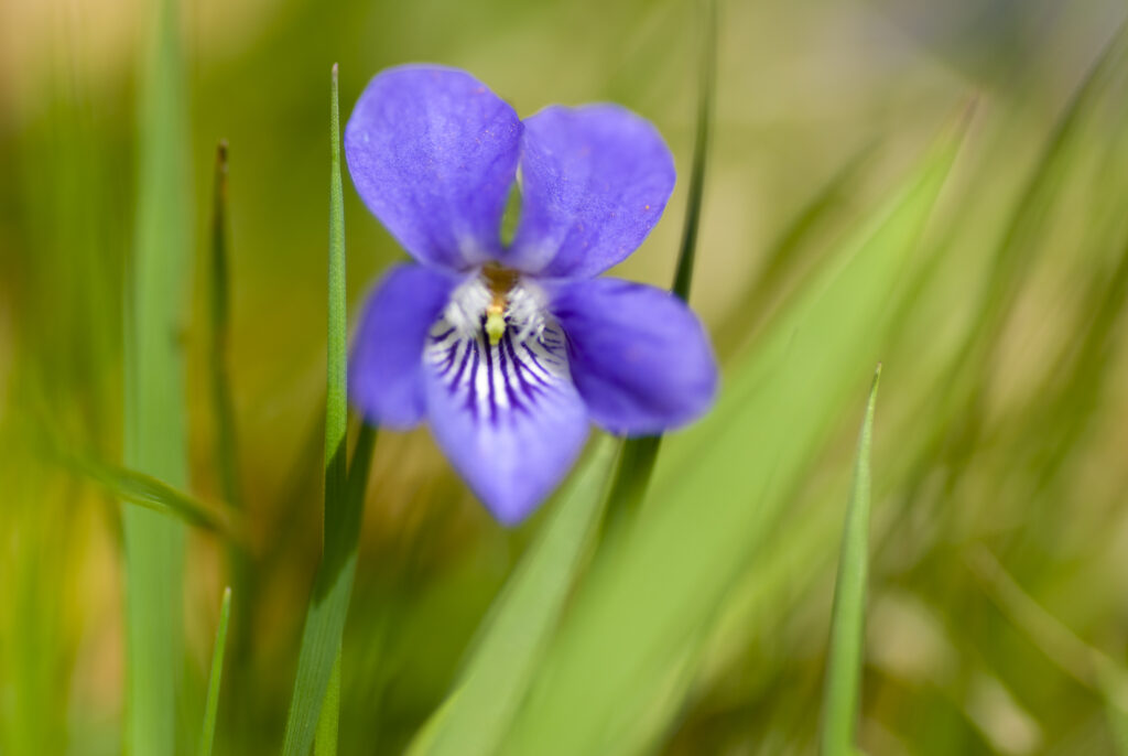 England, Northumberland, Common Dog Violet.