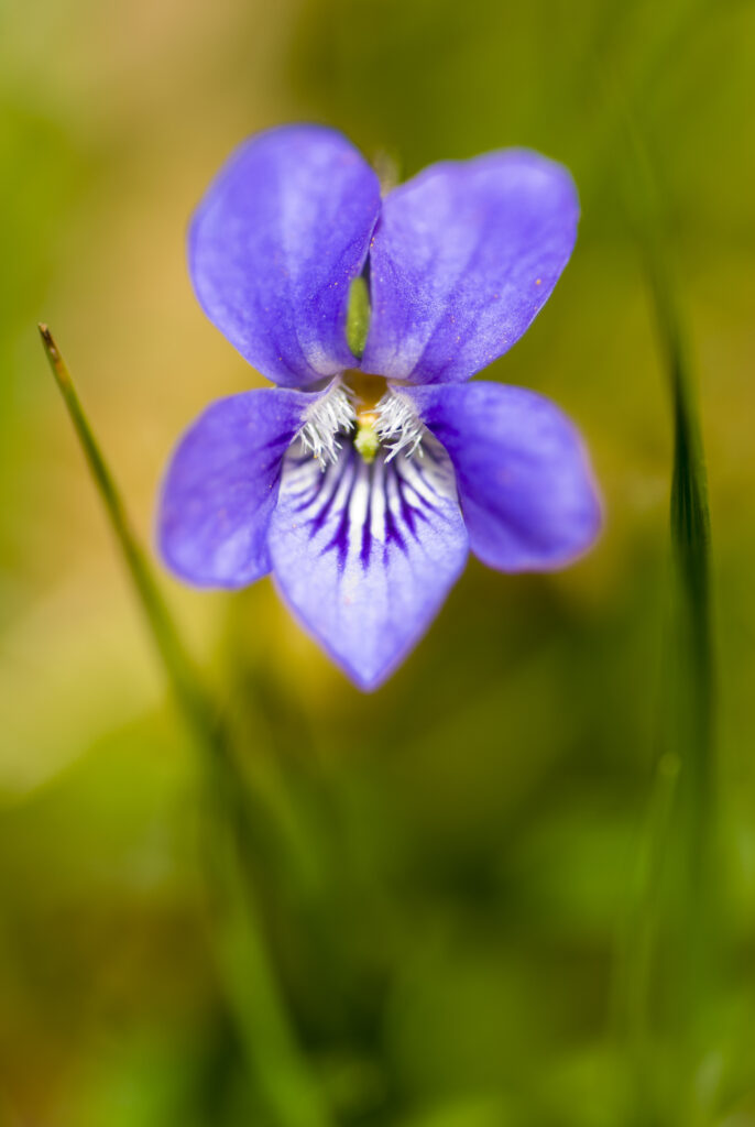 England, Northumberland, Common Dog Violet.